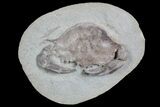 D Fossil Crab (Portunites) Washington - Washington State #92935-2